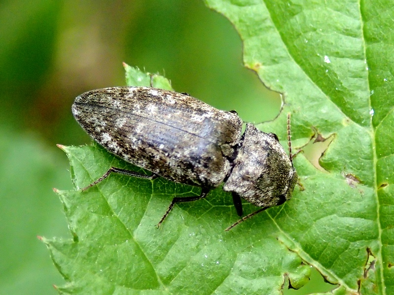 Elateridae: Agrypnus murinus